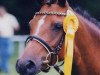 broodmare Edda-Eleisa (German Riding Pony, 1993, from Nico The Champ)