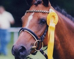 Zuchtstute Edda-Eleisa (Deutsches Reitpony, 1993, von Nico The Champ)