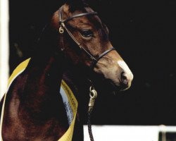 stallion Dirty Harry (German Riding Pony, 2000, from Danny Black)