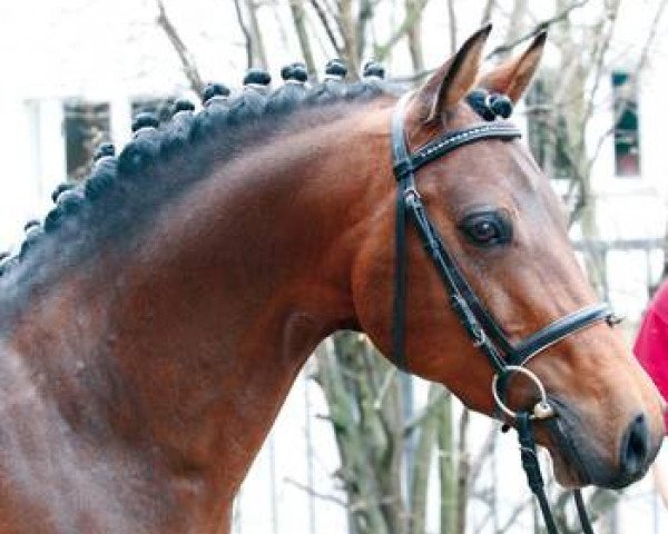 dressage horse Allbrighton (German Riding Pony, 2003, from Alexander)