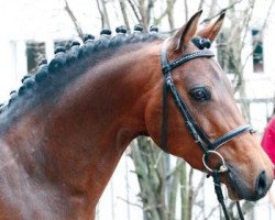 stallion Allbrighton (German Riding Pony, 2003, from Alexander)