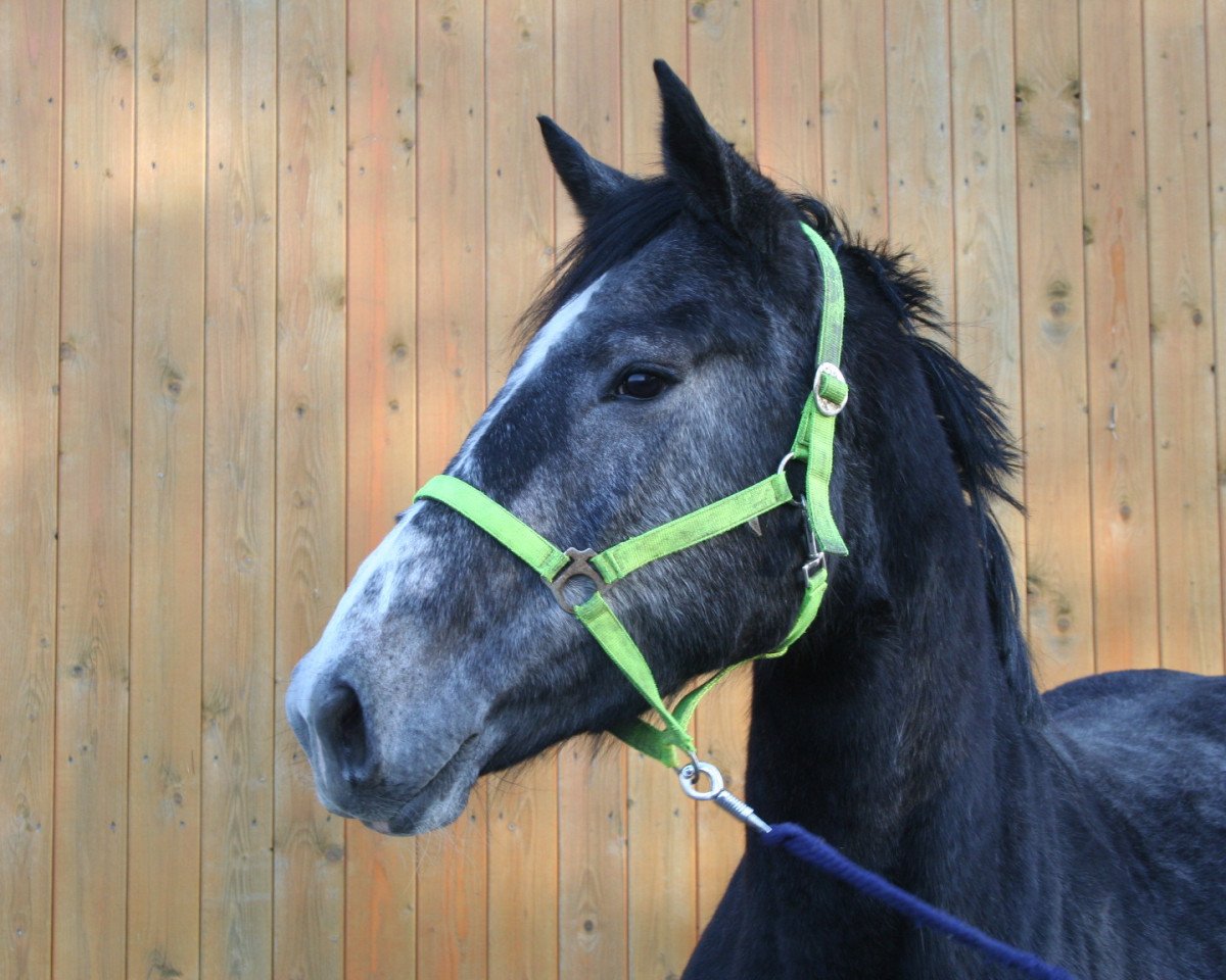 broodmare Angelinajolie (Westphalian, 2008, from Cassini I)