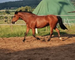 dressage horse Winnetou White Star (Pony without race description, 2006)