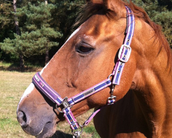 broodmare Internistin (Mecklenburg, 1991, from Intervall)