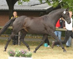 broodmare Gipsy Rose (Trakehner, 1997, from Polarion)