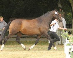 broodmare Ebenbild (Trakehner, 1997, from Saint Tropez)