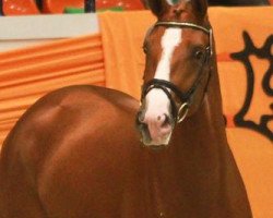 dressage horse Freischütz (Trakehner, 2009, from Tannenhof’s Solero TSF)