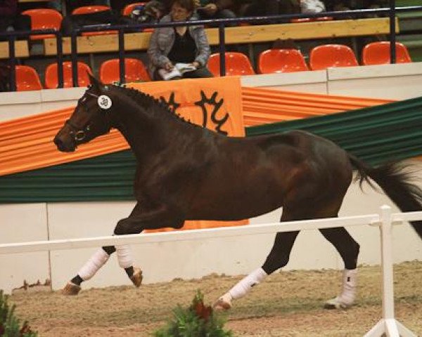 dressage horse Dow Jones 53 (Trakehner, 2009, from Kasimir TSF)