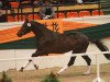 dressage horse Dow Jones 53 (Trakehner, 2009, from Kasimir TSF)