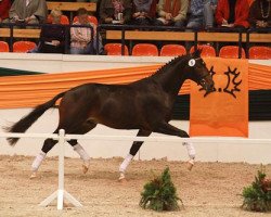 stallion Polarzar (Trakehner, 2009, from Distelzar)