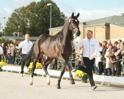 stallion Touch my Heart (Trakehner, 2008, from Herzruf)