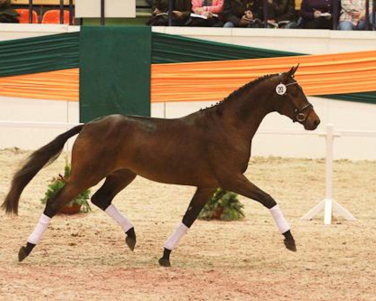 Deckhengst Private Passion (Trakehner, 2009, von Grand Passion)