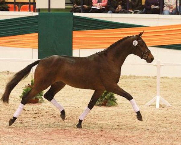 stallion Private Passion (Trakehner, 2009, from Grand Passion)