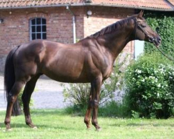 stallion Fandsy AA (Anglo-Arabs, 1994, from Safir AA)