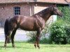 stallion Fandsy AA (Anglo-Arabs, 1994, from Safir AA)
