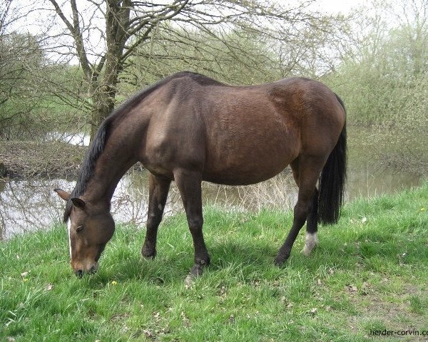 broodmare Fiona 141 (Hanoverian, 1992, from Feiner Stern)