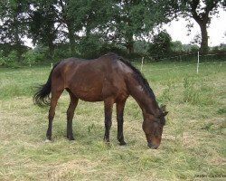 horse Wally (Hanoverian, 1978, from Weingau)