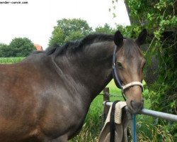 jumper Hanni (Hanoverian, 2003, from Hofrat)