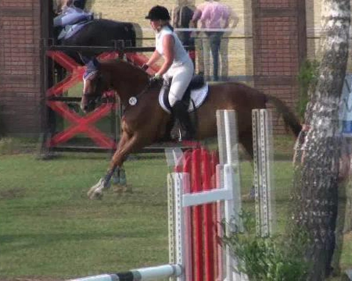 dressage horse Danny Dejavue (Westphalian, 2000, from Danny de Vito 2)