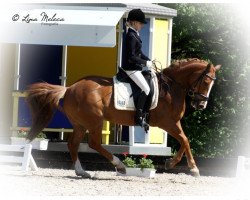 Dressurpferd New Dandy Boy (Deutsches Reitpony, 2002)