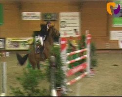 stallion Chamberlain (Rhinelander, 2000, from Champion Z)