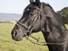 dressage horse Darius 415 (Württemberger, 1998, from Dornenkönig)