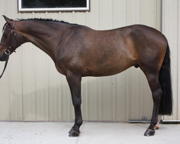 horse Parana (Hanoverian, 2000, from Perpignon)