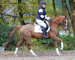 broodmare Dizzy Lizzy AT (German Riding Pony, 2003, from Dressman)