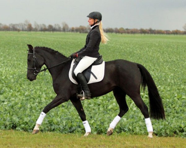 Springpferd Emma (Deutsches Reitpony, 2007, von Export 9)