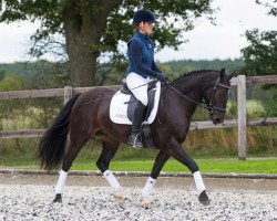 dressage horse Unique NL (German Riding Pony, 2006, from Sando Paso N)