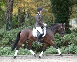 dressage horse Terbofen's Celina (German Riding Pony, 2006, from Apslau xx)