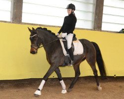 dressage horse Sietlands Dana Cavallina (German Riding Pony, 2008, from Dance Star AT)