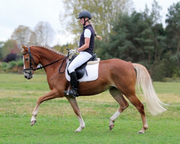 broodmare Pilara 4 (German Riding Pony, 2008, from Pilatus)