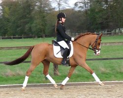 broodmare Dorina (German Riding Pony, 2001, from FS Don't Worry)