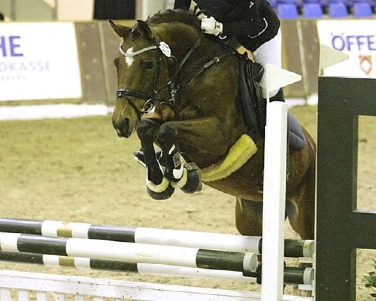 dressage horse Stella (German Riding Pony, 2001, from Halifax)