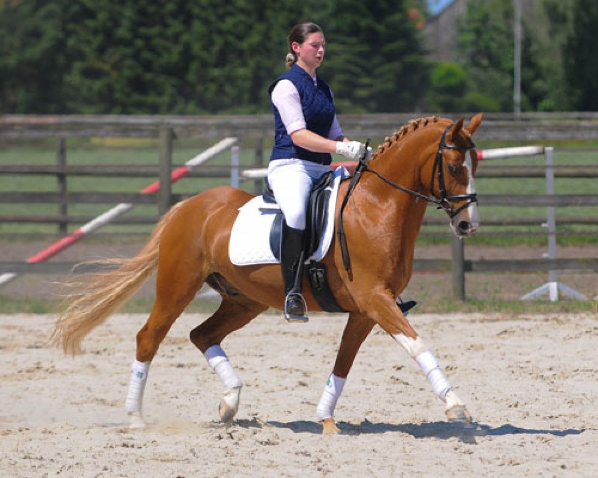 dressage horse Montand (German Riding Pony, 2002, from Marcello)