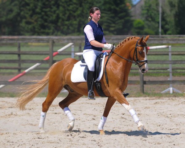 dressage horse Montand (German Riding Pony, 2002, from Marcello)