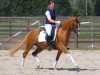 dressage horse Montand (German Riding Pony, 2002, from Marcello)