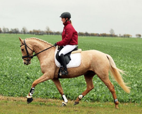 Pferd Aranie (Kleines deutsches Reitpferd, 2007, von Asat)