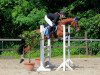 horse Null Komma Nix (German Riding Pony, 2007, from Top Nonstop)