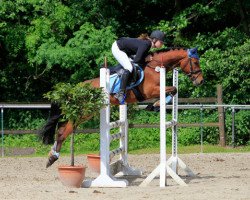 horse Null Komma Nix (German Riding Pony, 2007, from Top Nonstop)