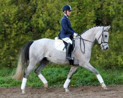 jumper Vernando (German Riding Pony, 2008, from Vito)