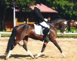 dressage horse Vasantha D (German Riding Pony, 2007, from Hilkens Black Delight)