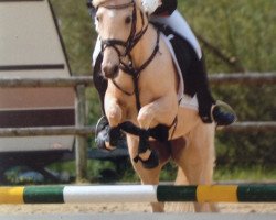 broodmare Creme Caramell (German Riding Pony, 2006, from Calypso)