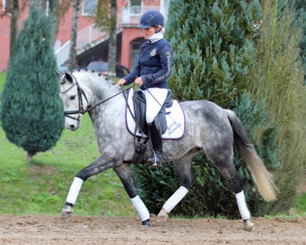 Springpferd Mick Jagger 7 (Deutsches Reitpony, 2003, von Monte Christo)