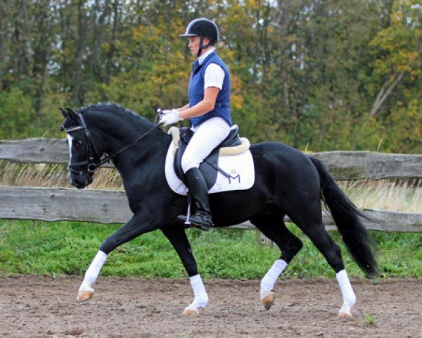 stallion Baumann (German Riding Pony, 2007, from Beckenbauer)