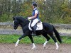 stallion Baumann (German Riding Pony, 2007, from Beckenbauer)