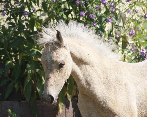 dressage horse Gründleinshof's Goldschatz (German Riding Pony, 2010, from Gründleinshof's Golden Starlight)