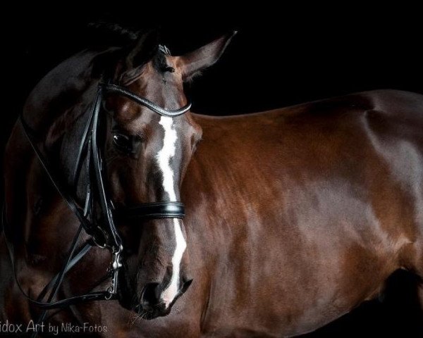 dressage horse Santino Tyme (Oldenburg, 2005, from Stedinger)