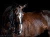 dressage horse Santino Tyme (Oldenburg, 2005, from Stedinger)